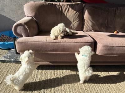 Maltese x Bichon Frise puppies in Kildare