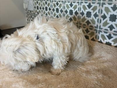 Maltese x Bichon Frise puppies in Kildare