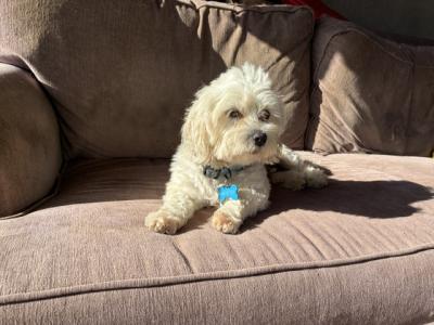 Maltese x Bichon Frise puppies in Kildare