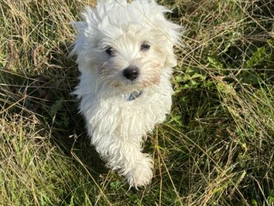 Maltese x Bichon Frise puppies in Kildare