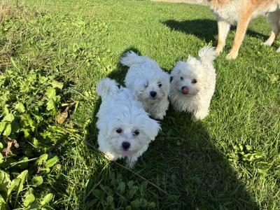 Maltese x Bichon Frise puppies in Kildare