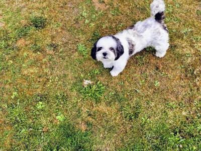 Female Maltese x Shih Tzu dog for sale in Clare