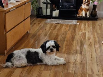 Female Maltese x Shih Tzu dog for sale in Clare