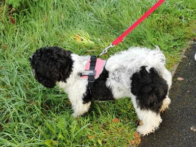 Female Maltese x Shih Tzu dog for sale in Clare