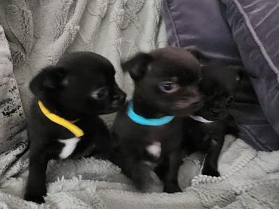 Chihuahua puppies in Tipperary