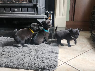 Chihuahua puppies in Tipperary