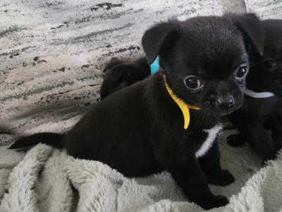 Chihuahua puppies in Tipperary