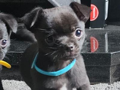 Chihuahua puppies in Tipperary