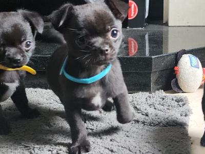 1 remaining Chihuahua puppies in Tipperary