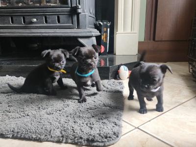 Chihuahua puppies in Tipperary