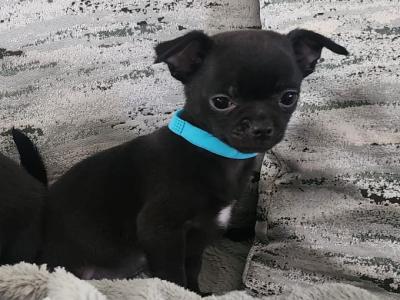 Chihuahua puppies in Tipperary