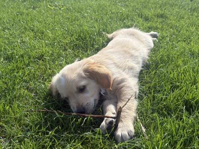 Two Golden Retriever puppies for sale in Offaly