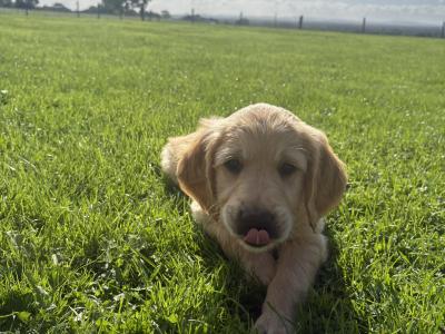 Two Golden Retriever puppies for sale in Offaly