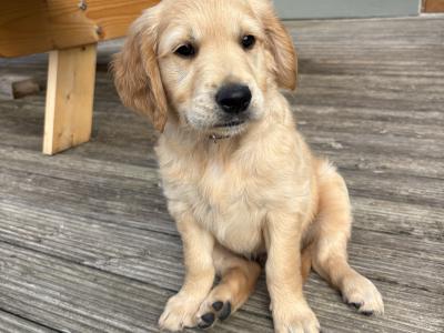Two Golden Retriever puppies for sale in Offaly