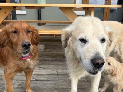 Two Golden Retriever puppies for sale in Offaly