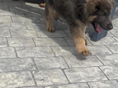German Shepherd puppies in Cavan €700