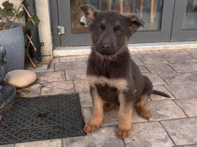 German Shepherd puppies in Cavan €700