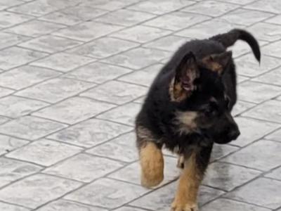 German Shepherd puppies in Cavan €700