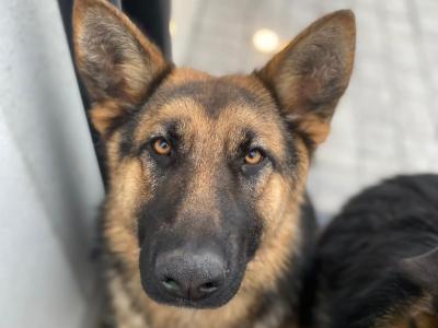 German Shepherd puppies in Cavan €700
