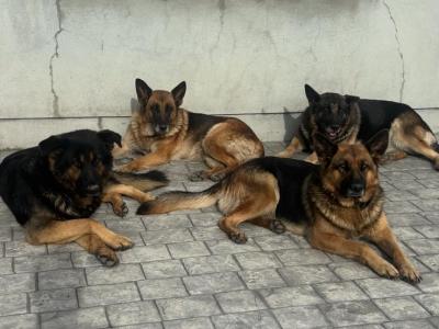 German Shepherd puppies in Cavan €700