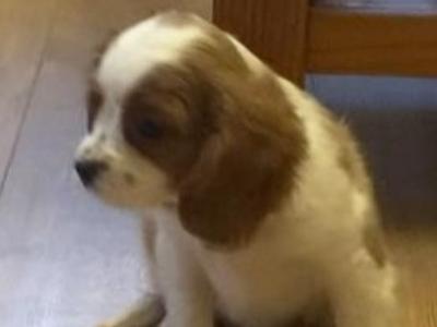 Three beautiful Cavalier King Charles Spaniel puppies for sale in Mayo