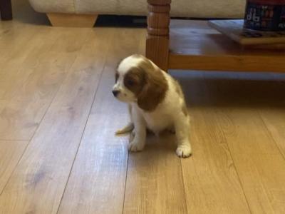 Three beautiful Cavalier King Charles Spaniel puppies for sale in Mayo