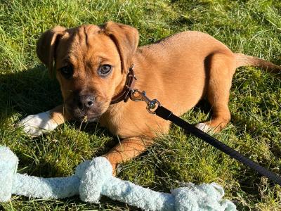 Bonnie is a female Puggle x Border Collie puppy 8 months old in Kildare