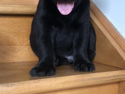 Black Labrador Puppy for sale