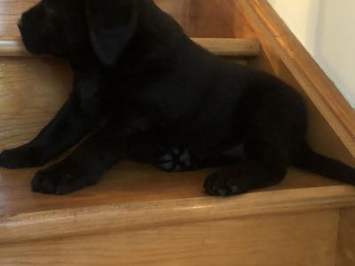Black Labrador Puppy for sale