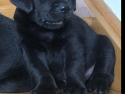 Black Labrador Puppy for sale