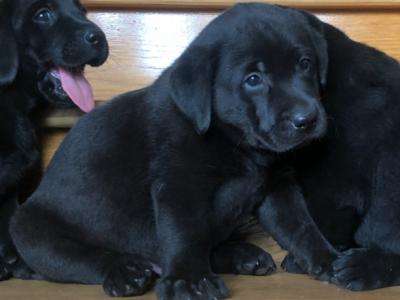 Black Labrador Puppy for sale