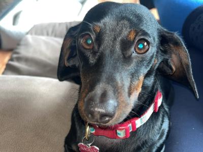 Molly is a 2 year old female Miniature Dachshund in Galway