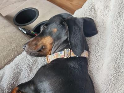 Molly is a 2 year old female Miniature Dachshund in Galway