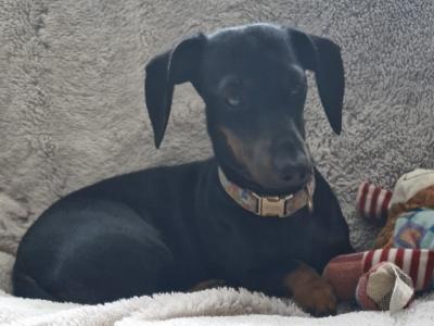 Molly is a 2 year old female Miniature Dachshund in Galway