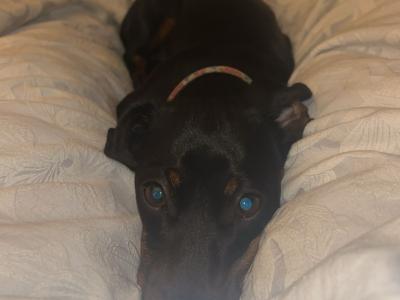 Molly is a 2 year old female Miniature Dachshund in Galway