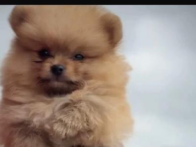Male Pomeranian puppy in Cork City