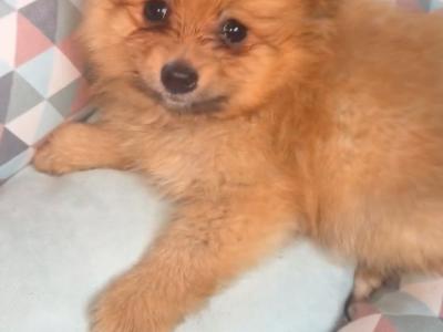 Male Pomeranian puppy in Cork City