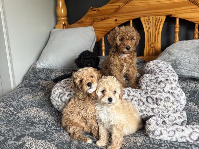 Stunning Toy Poodle puppies in Monaghan