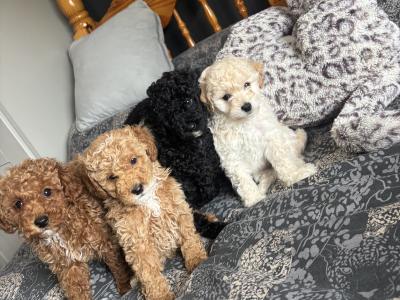 Stunning Toy Poodle puppies in Monaghan