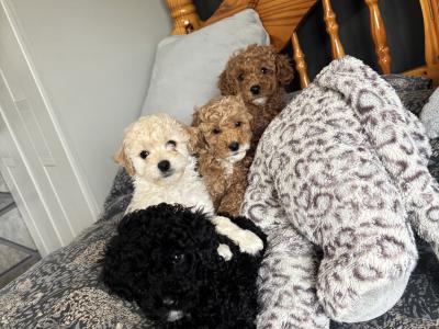 Stunning Toy Poodle puppies in Monaghan