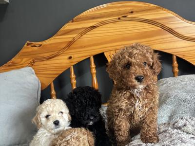 Stunning Toy Poodle puppies in Monaghan