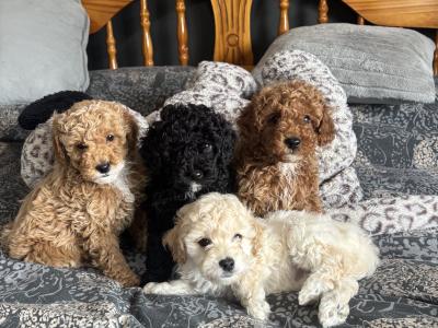 Stunning Toy Poodle puppies in Monaghan