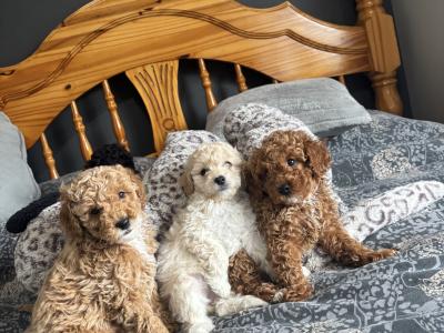 Stunning Toy Poodle puppies in Monaghan