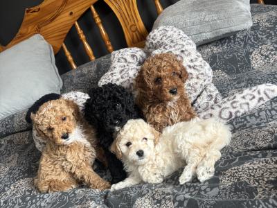 Stunning Toy Poodle puppies in Monaghan