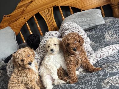 Stunning Toy Poodle puppies in Monaghan
