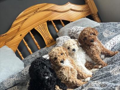 Stunning Toy Poodle puppies in Monaghan