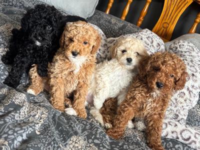 Stunning Toy Poodle puppies in Monaghan