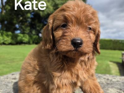 Cavapoo puppies in Wexford