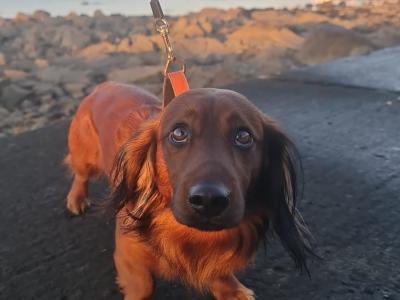 Stunning Long haired coat Dachshund