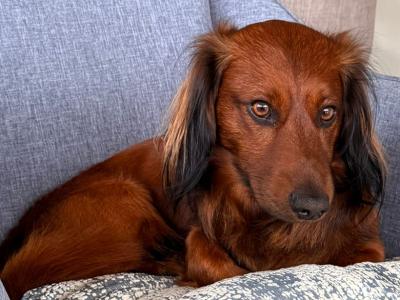 Stunning Long haired coat Dachshund